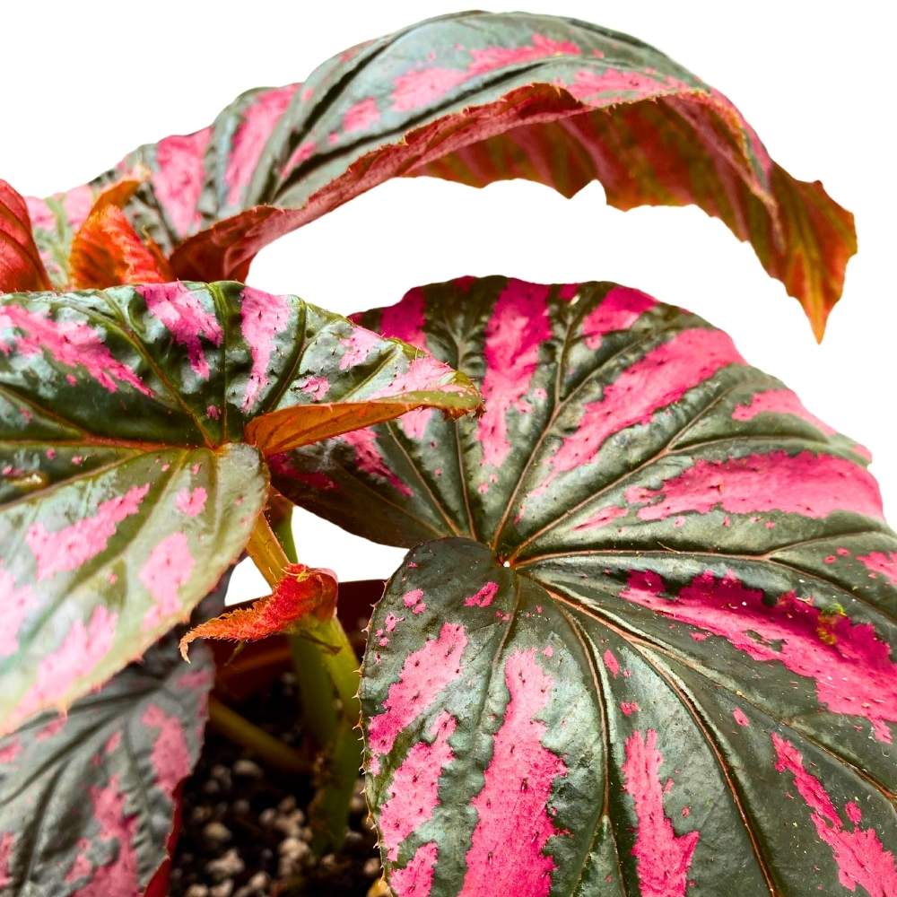 Begonia brevirimosa Red and Black Angel Wing Cane Begonia 6 inch Premium Hybrid