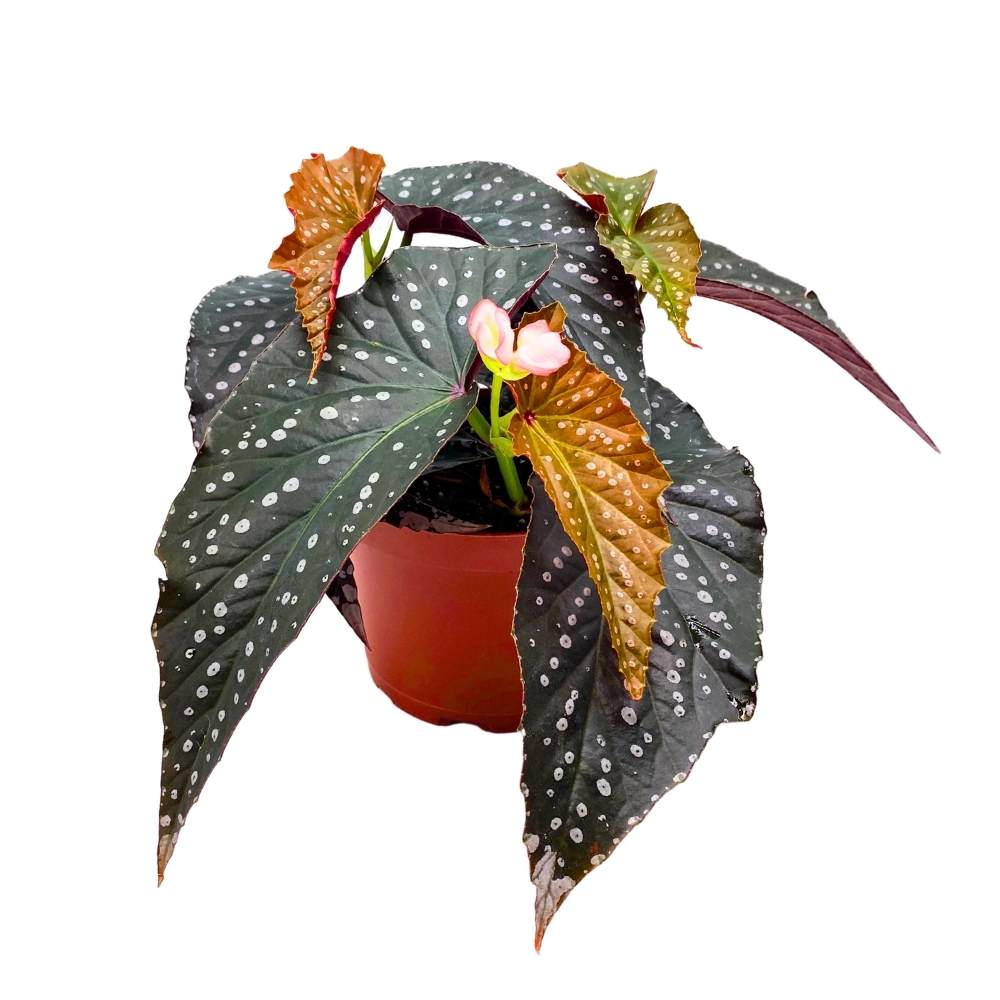 Harmony's Ninja Angel Wing, 6 inch Cane Begonia Large Silver Tip Pink Flower Polkadot