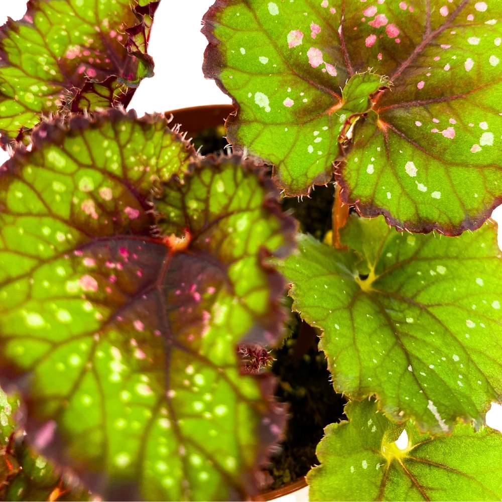 Harmony's Christmas Cheer Begonia Rex 4 inch Red and Green with Snowflakes White Dots