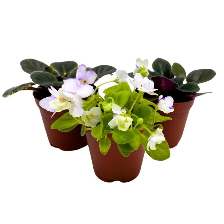 Harmony's African Violet Assortment, 2 inch set of 3, Rare Mini Saintpaulia Violets Gesneriads