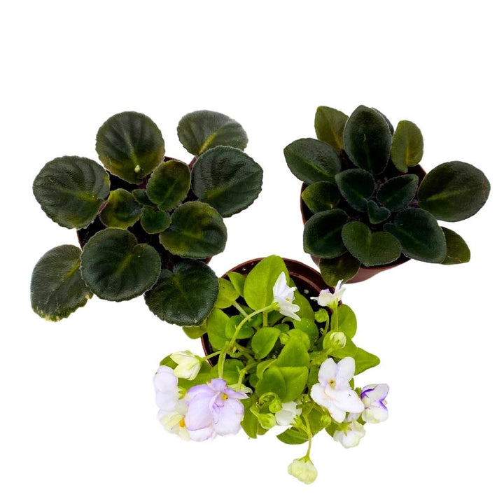 Harmony's African Violet Assortment, 2 inch set of 3, Rare Mini Saintpaulia Violets Gesneriads