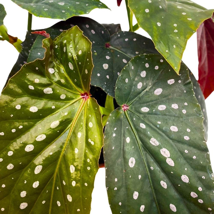 Harmony's Dark Wizard Angel Wing, 6 inch Cane Begonia Black Large Leaf Silver Tip with White Polkadots