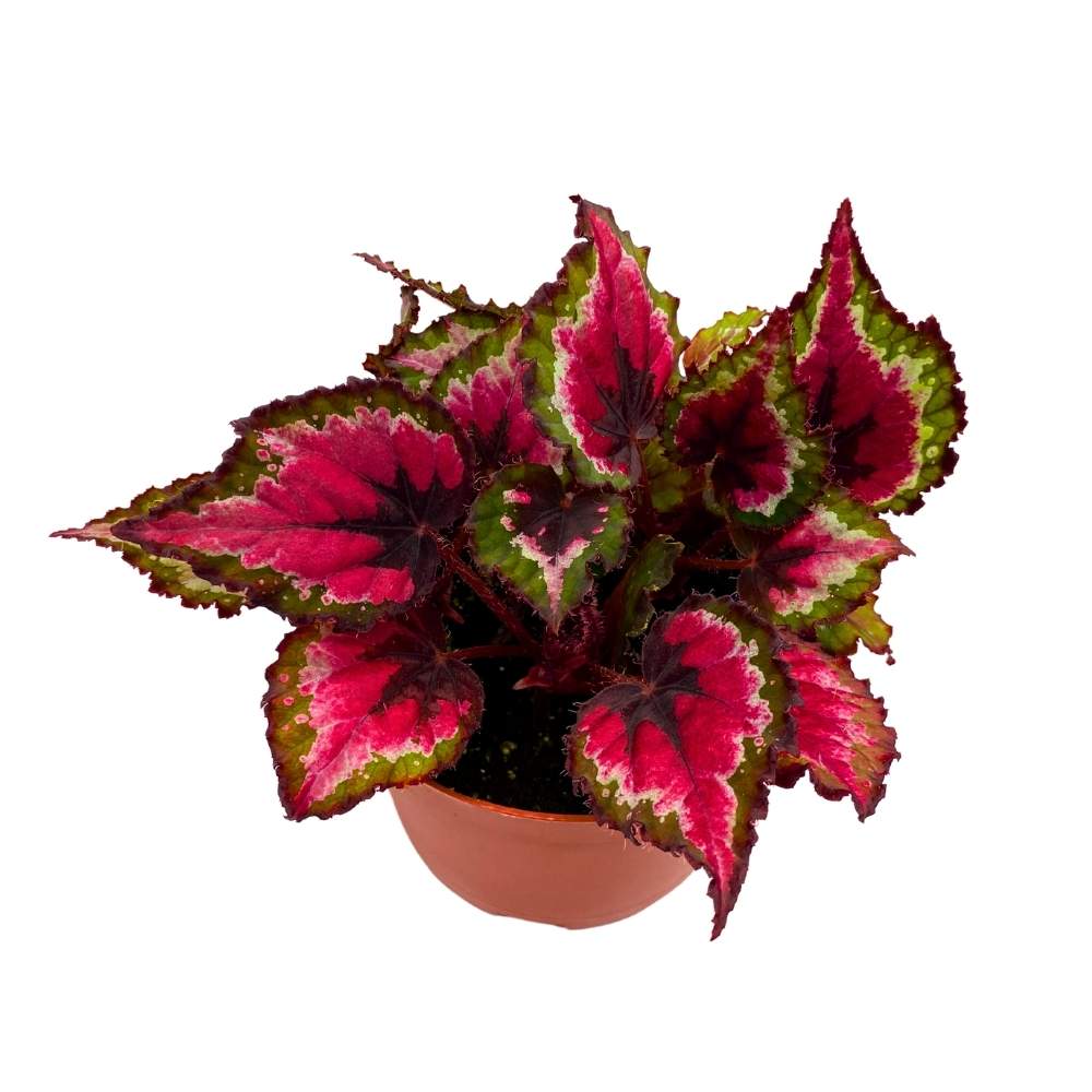Harmony's Bloody Valentine Begonia Rex 6 inch Red with Black Green Band