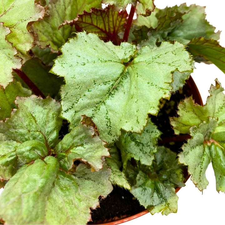 Harmony's Silver Dragon Begonia Rex 6 inch White Curly Leaves