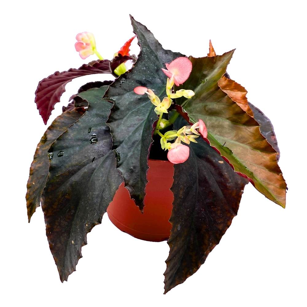 Harmony's Fangtastic Angel Wing, 6 inch Cane Begonia Solid Black