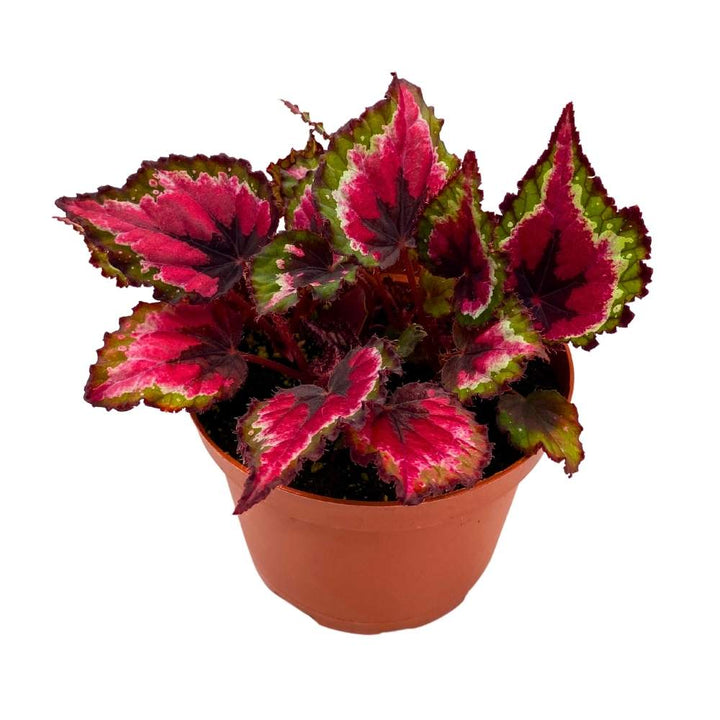Harmony's Bloody Valentine Begonia Rex 6 inch Red with Black Green Band
