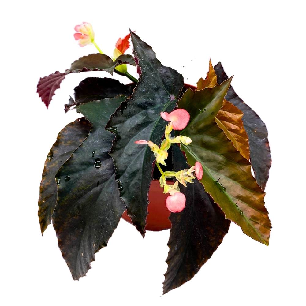 Harmony's Fangtastic Angel Wing, 6 inch Cane Begonia Solid Black