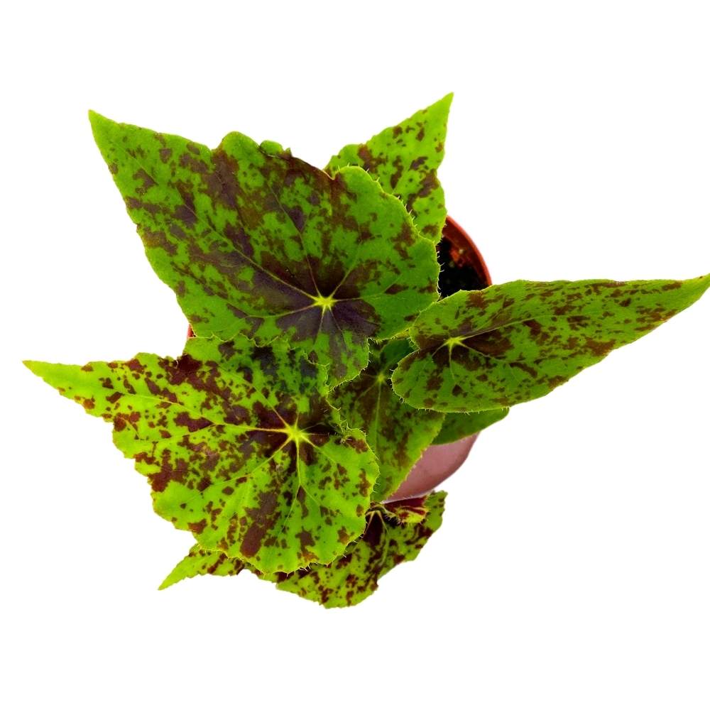 Begonia Shy Dancer, 4 inch Green with Brown spots Rhizomatous Rhizo