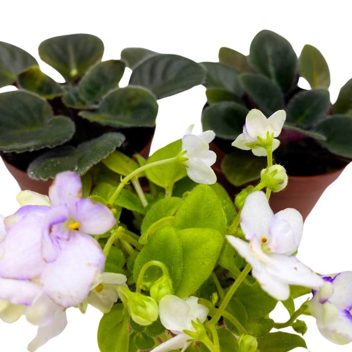 Harmony's African Violet Assortment, 2 inch set of 3, Rare Mini Saintpaulia Violets Gesneriads