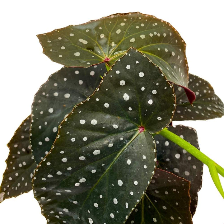 Harmony's Immortal Angel Wing Cane Begonia 6 inch Premium Hybrid