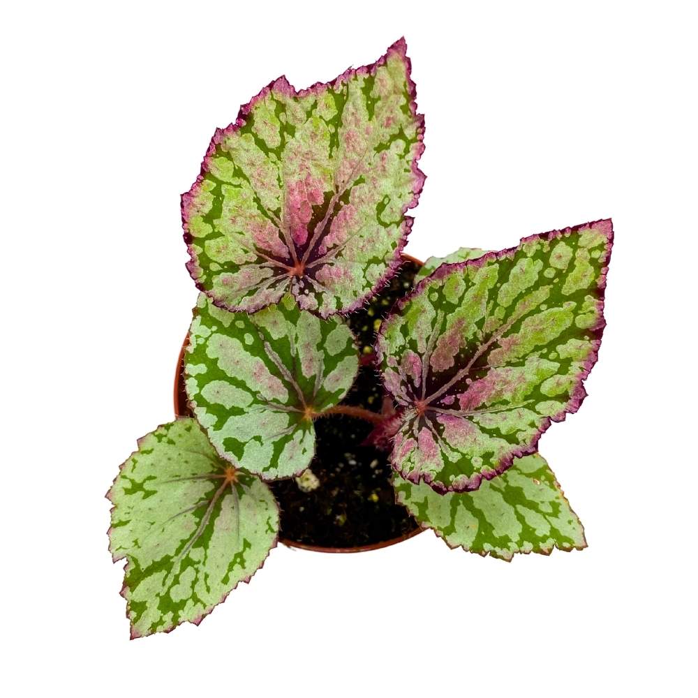 Emberleaf Tree Harmony's Ember Begonia Rex 4 inch White Flame Shaped Leaf – Harmony ...