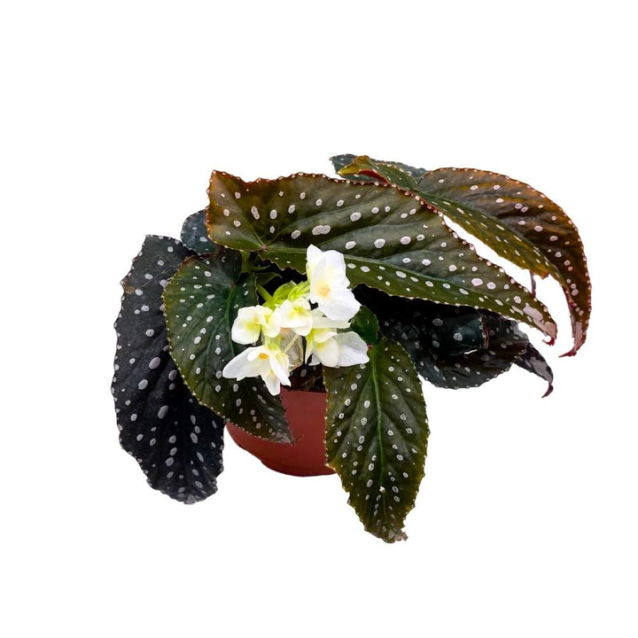 Harmony's Vixen Angel Wing Cane Begonia 6 inch Premium Hybrid