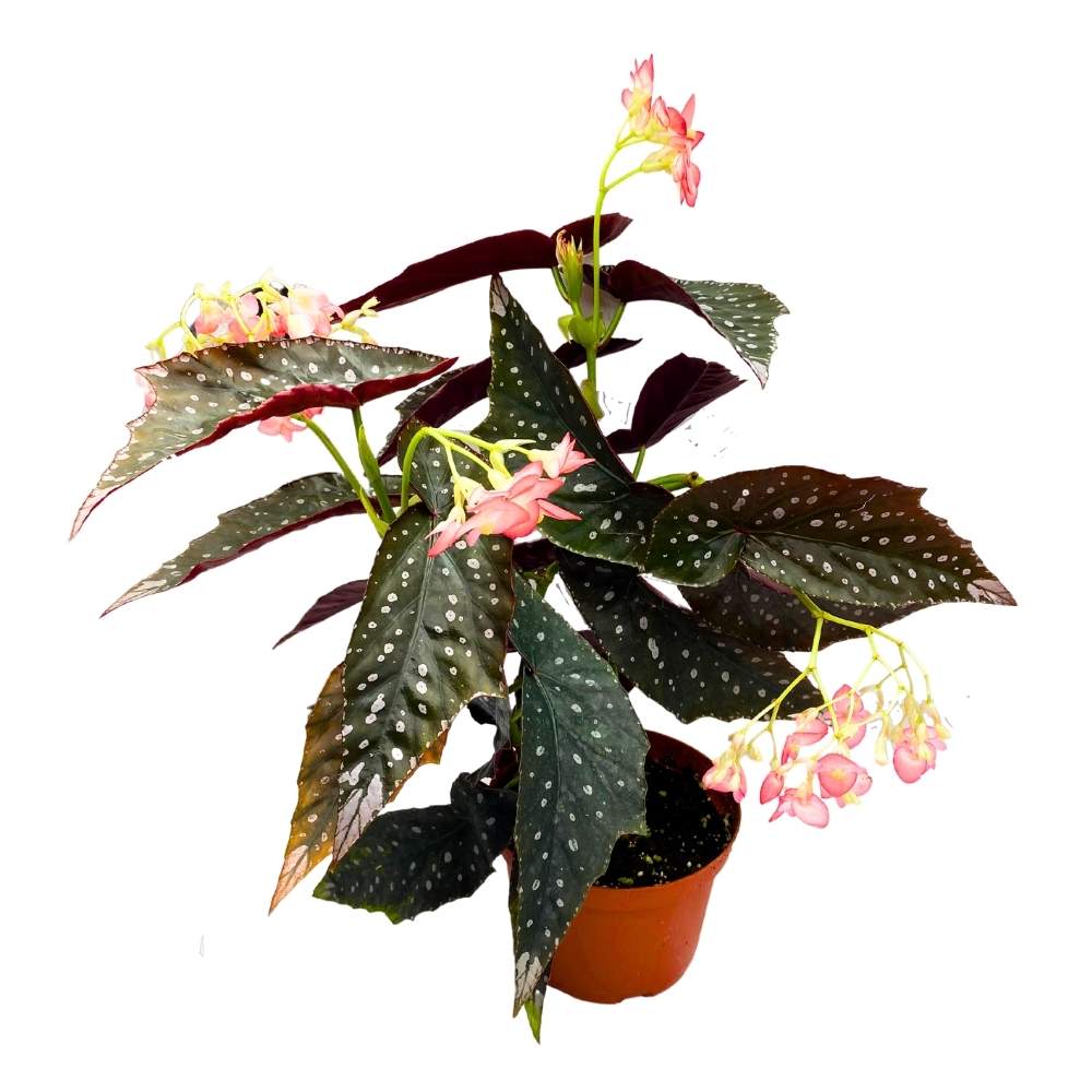 Harmony's Antigone Angel Wing Cane Begonia 6 inch Premium Hybrid