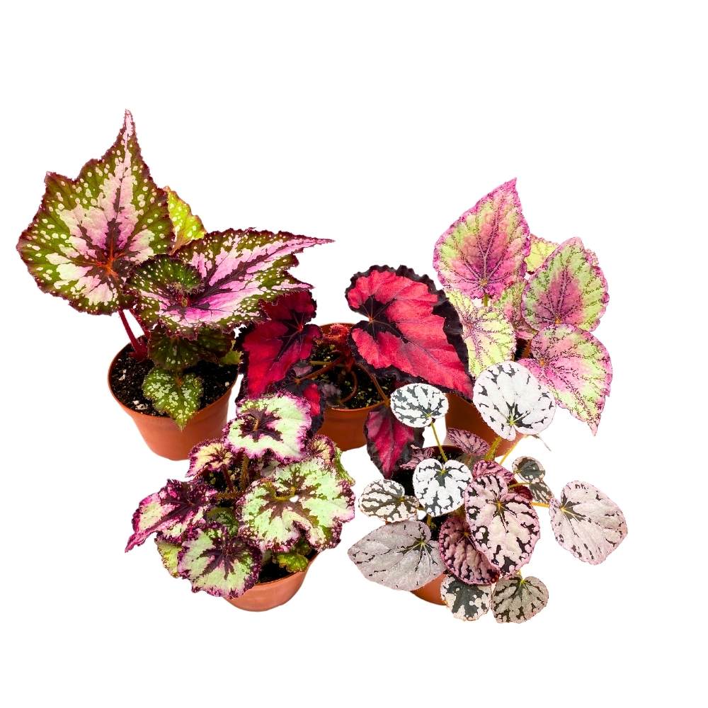 Harmony's Begonia Rex Assortment, 4 inch 5 Different Colorful Rex Begonias