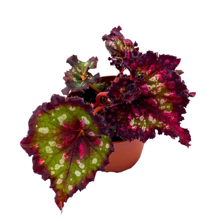 Harmony's Dark Fantasy Begonia Rex 4 inch Lacy Lacerated Leaf