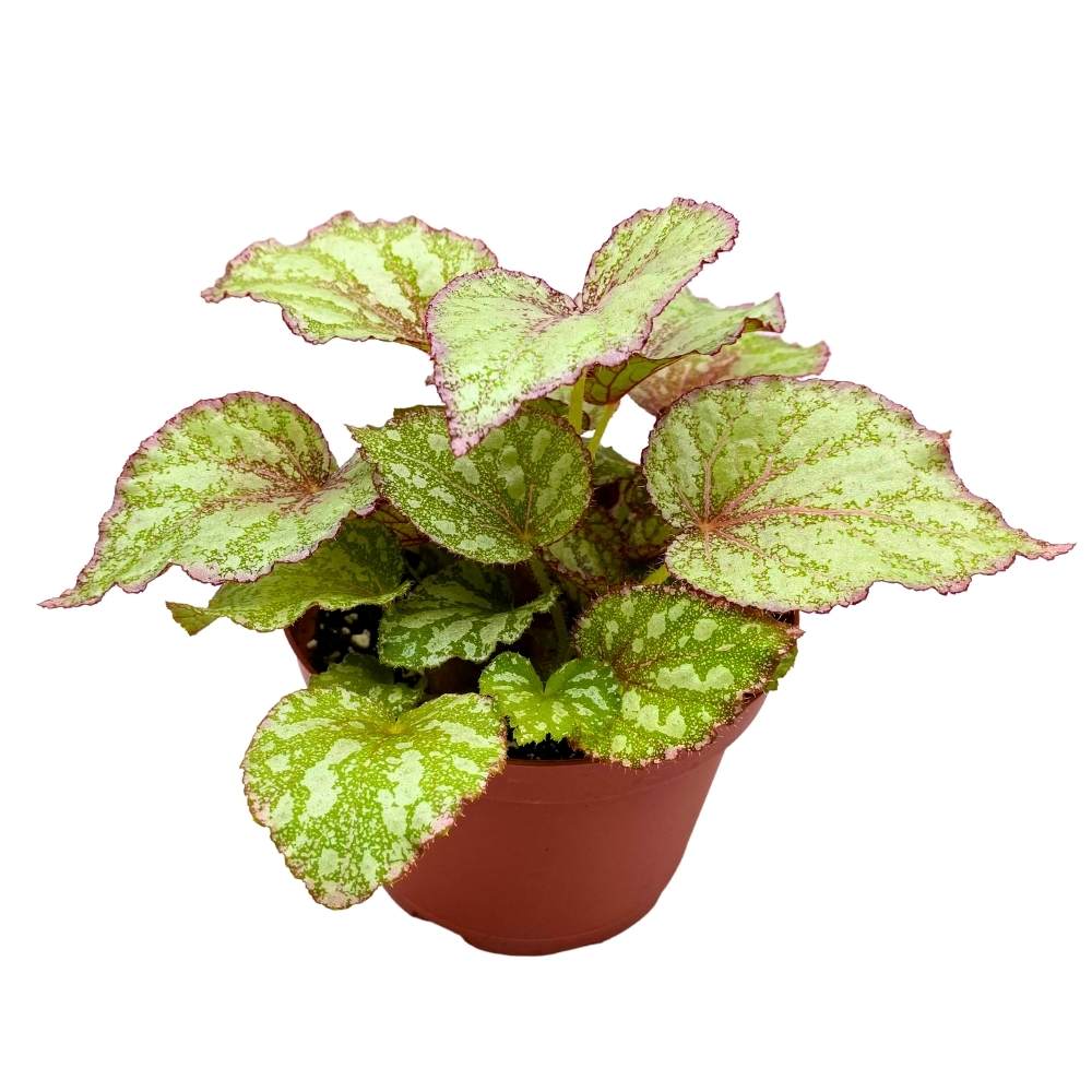 Peace Begonia Rex 6 inch White Pink Red