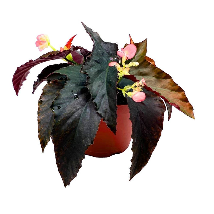 Harmony's Fangtastic Angel Wing, 6 inch Cane Begonia Solid Black