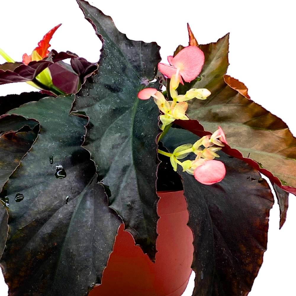 Harmony's Fangtastic Angel Wing, 6 inch Cane Begonia Solid Black