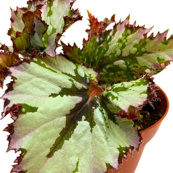 Harmony's Icicles Begonia Rex 4 inch White Super Gnarly Jagged Leaves