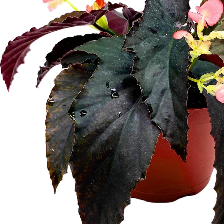 Harmony's Fangtastic Angel Wing, 6 inch Cane Begonia Solid Black