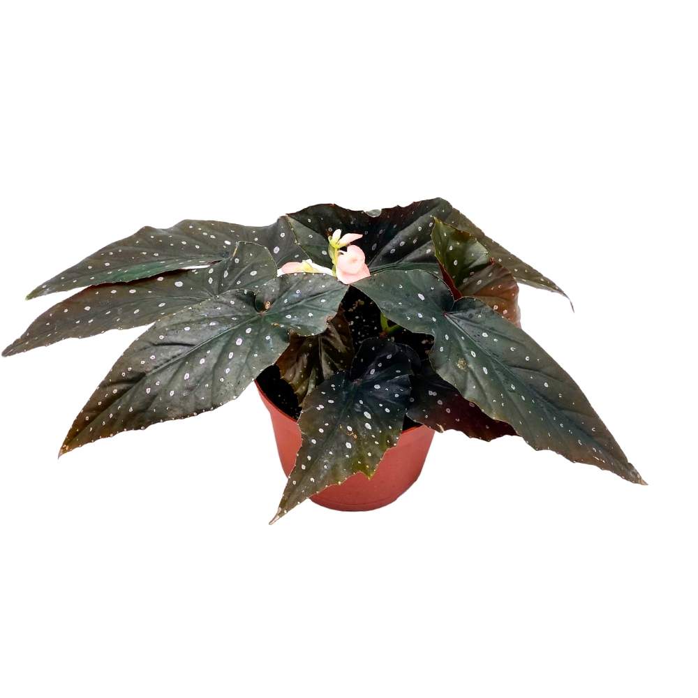 Harmony's Just Peachy Angel Wing Cane Begonia 6 inch Premium Hybrid