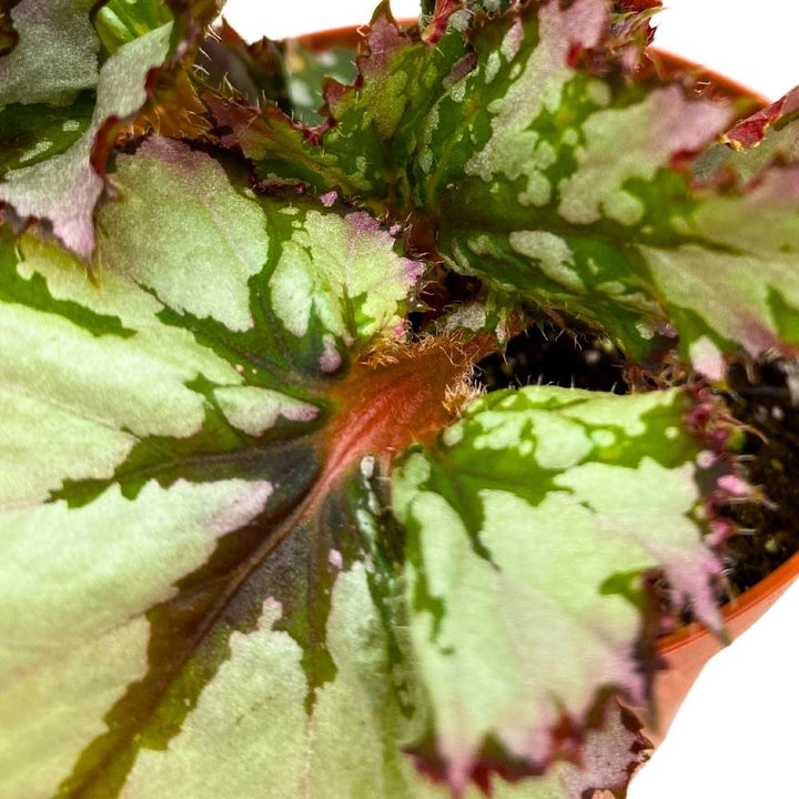 Harmony's Icicles Begonia Rex 4 inch White Super Gnarly Jagged Leaves