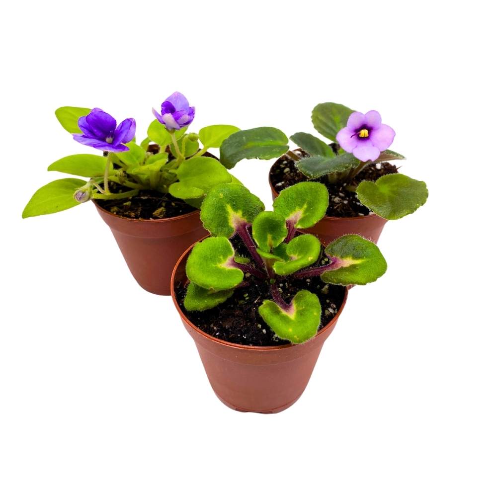 Harmony's African Violet Assortment, 2 inch set of 3, Rare Mini Saintpaulia Violets Gesneriads