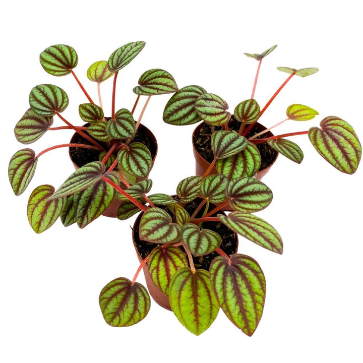 Peperomia Piccolo Banda, 2 inch set of 3, Red and Green Streaks