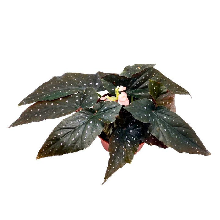 Harmony's Just Peachy Angel Wing Cane Begonia 6 inch Premium Hybrid