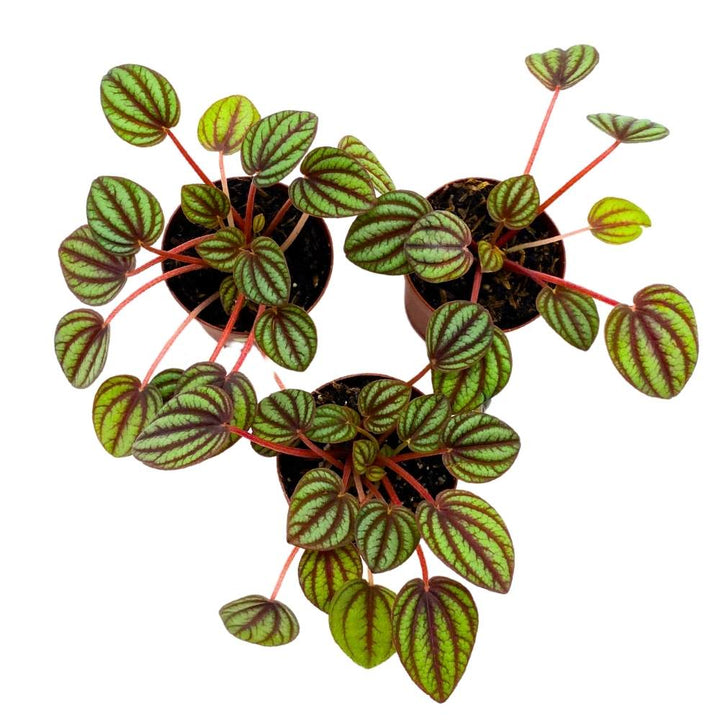 Peperomia Piccolo Banda, 2 inch set of 3, Red and Green Streaks