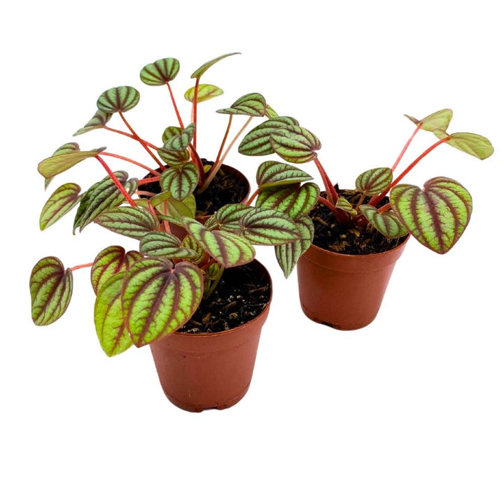 Peperomia Piccolo Banda, 2 inch set of 3, Red and Green Streaks