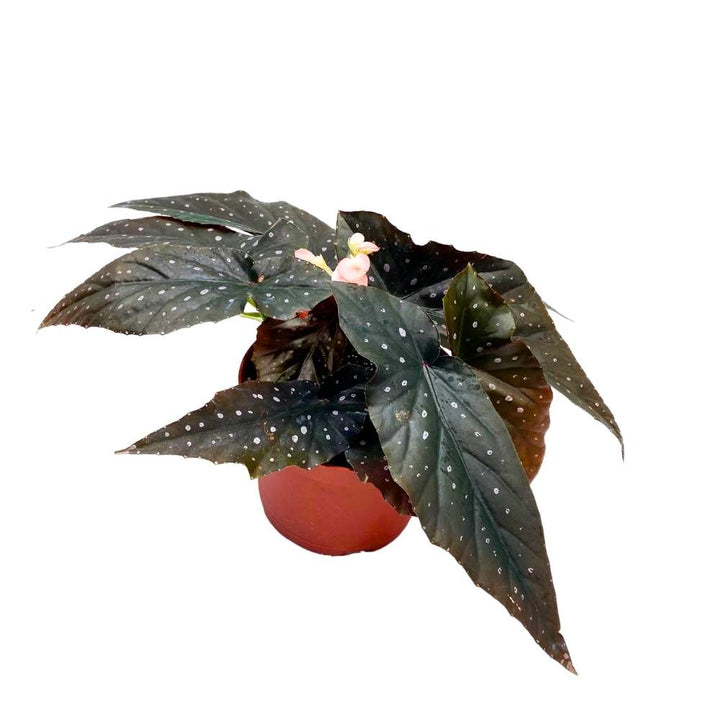 Harmony's Just Peachy Angel Wing Cane Begonia 6 inch Premium Hybrid