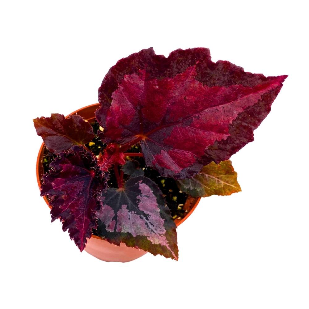 Harmony's Black Beauty Begonia Rex 4 inch Dark Red and Black