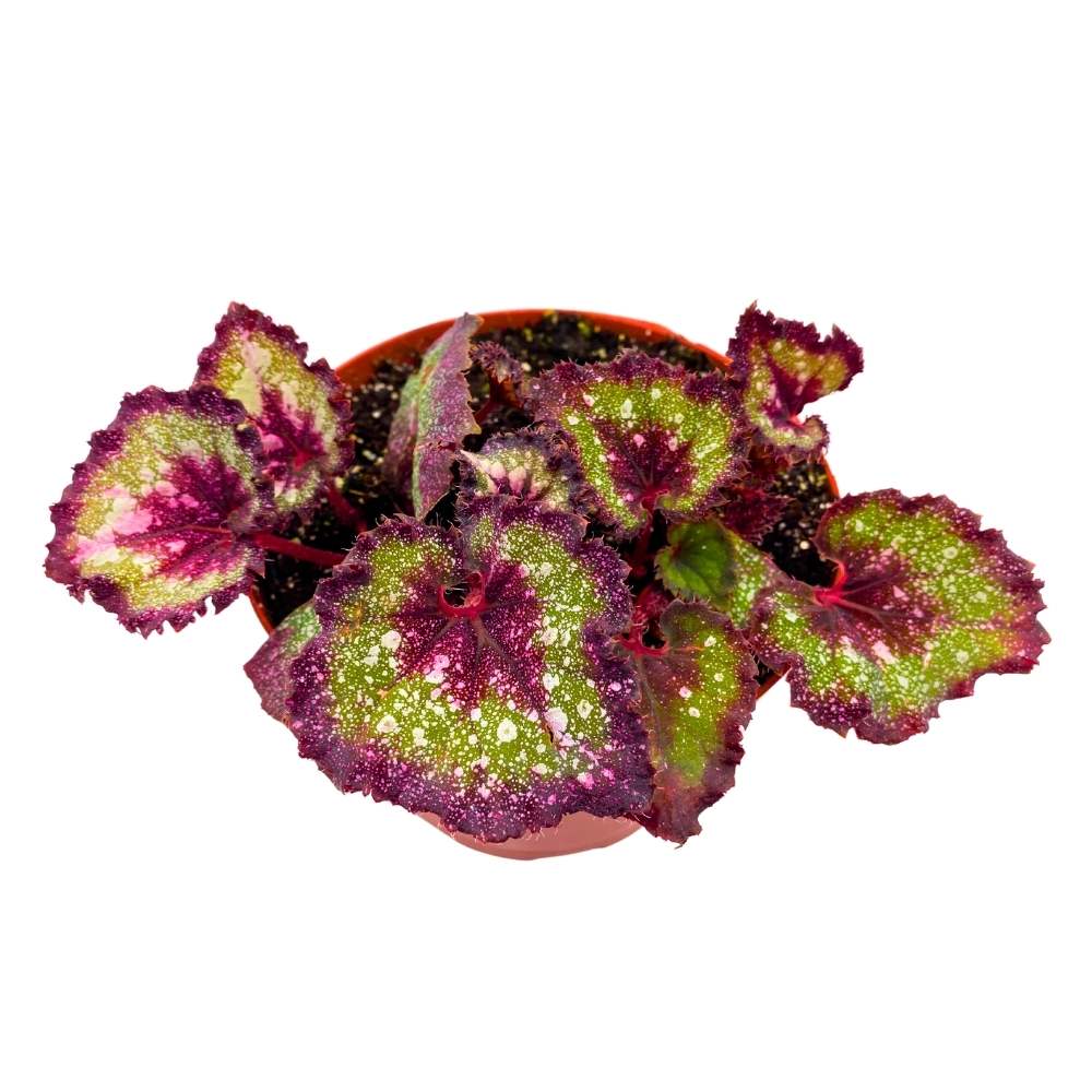 Harmony's Love Potion Begonia Rex 6 inch