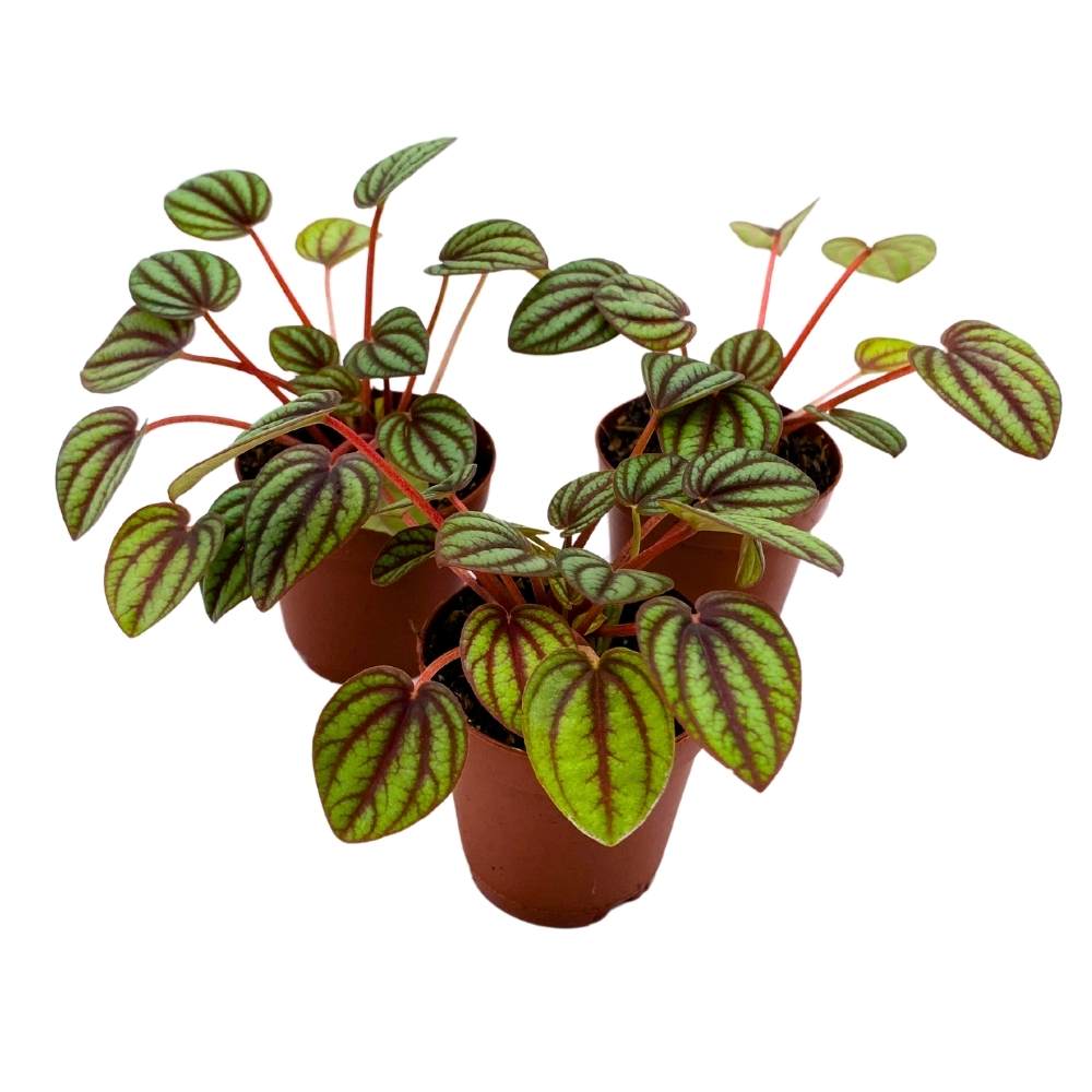 Peperomia Piccolo Banda, 2 inch set of 3, Red and Green Streaks