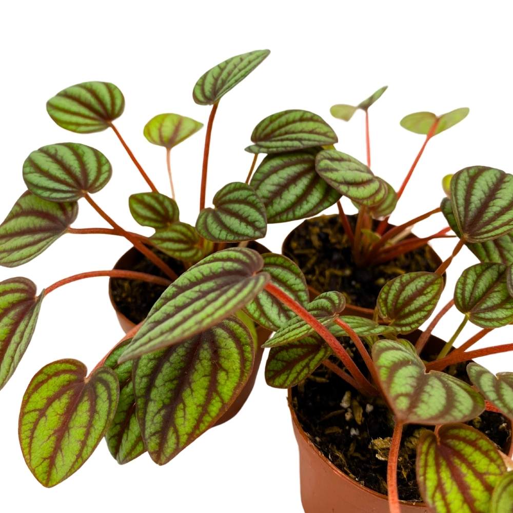 Peperomia Piccolo Banda, 2 inch set of 3, Red and Green Streaks