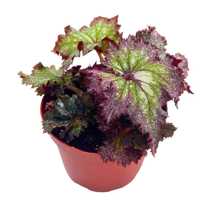 Harmony's Pink Radiance Begonia Rex Curled Purple and Green with White Splash