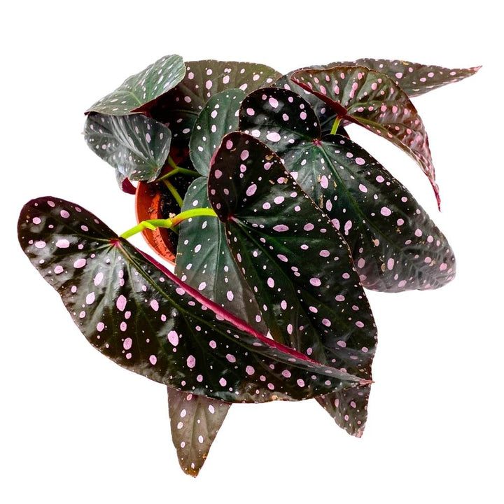 Harmony's Dark Star Angel Wing, 6 inch Cane Begonia Pink Polkadot