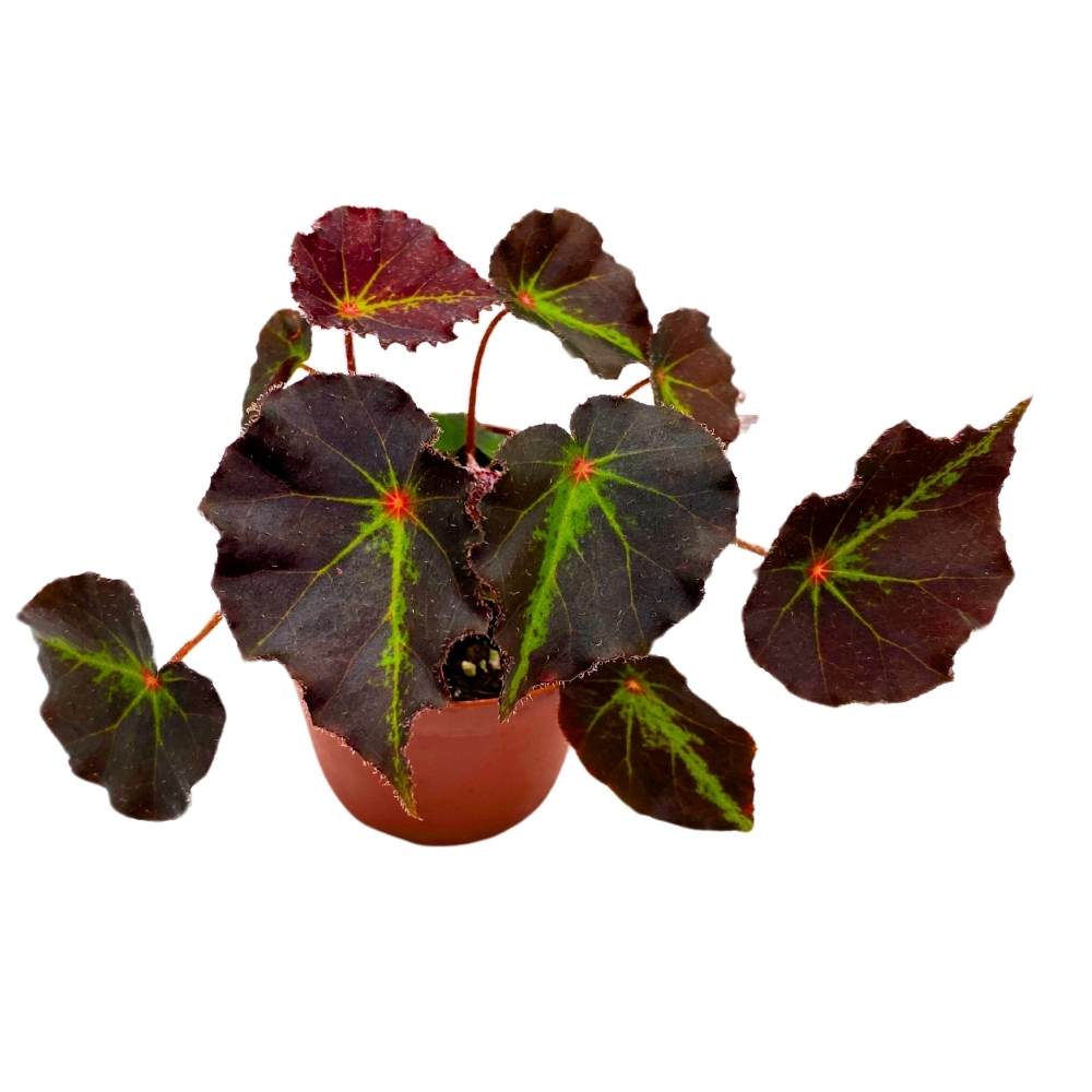 Begonia Boyfriend, 4 inch Rhizomatous Rhizo Dark Purple Green Streaks Red Dot