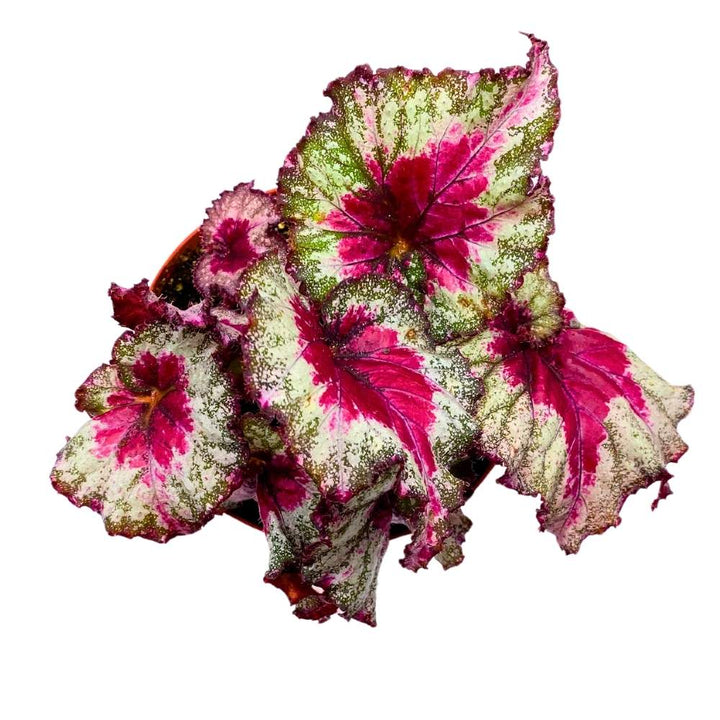 Harmony's Helios 6 inch Begonia Rex Pink Green Ruffle Spiral