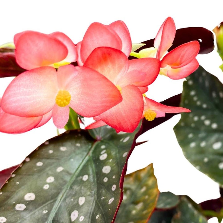 Harmony's Antigone Angel Wing Cane Begonia 6 inch Premium Hybrid