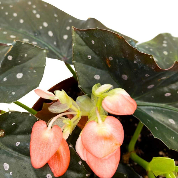 Harmony's Just Peachy Angel Wing Cane Begonia 6 inch Premium Hybrid