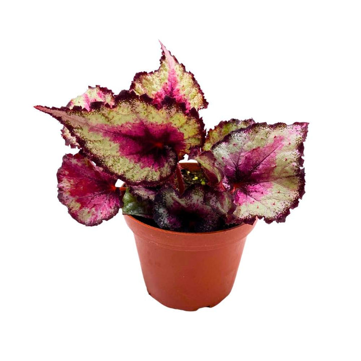 Harmony's Taste of Poison Begonia Rex, 4 inch Pink Center Purple Band Spiral Leaf