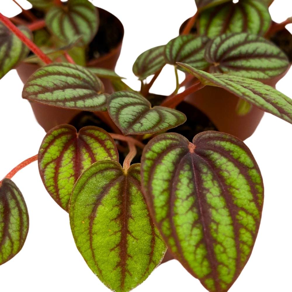 Peperomia Piccolo Banda, 2 inch set of 3, Red and Green Streaks