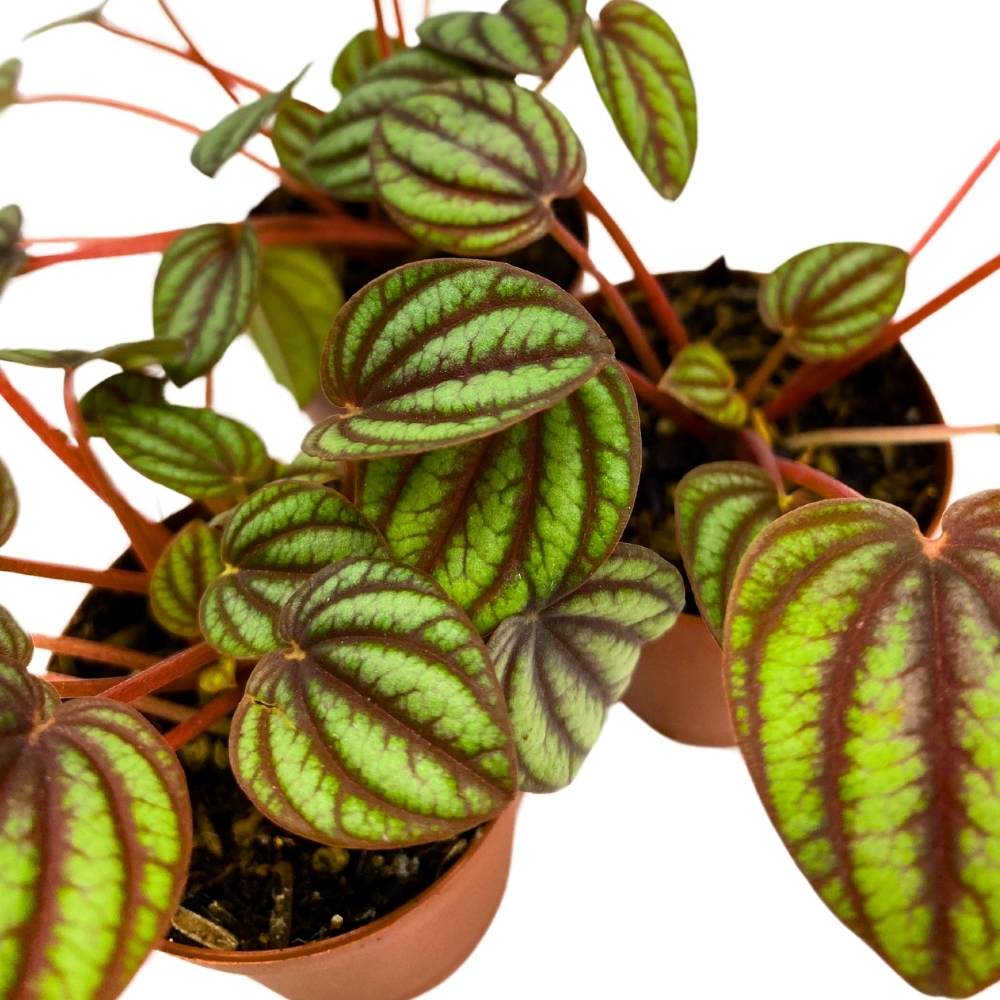 Peperomia Piccolo Banda, 2 inch set of 3, Red and Green Streaks