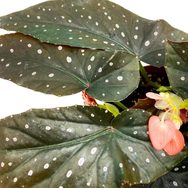 Harmony's Just Peachy Angel Wing Cane Begonia 6 inch Premium Hybrid