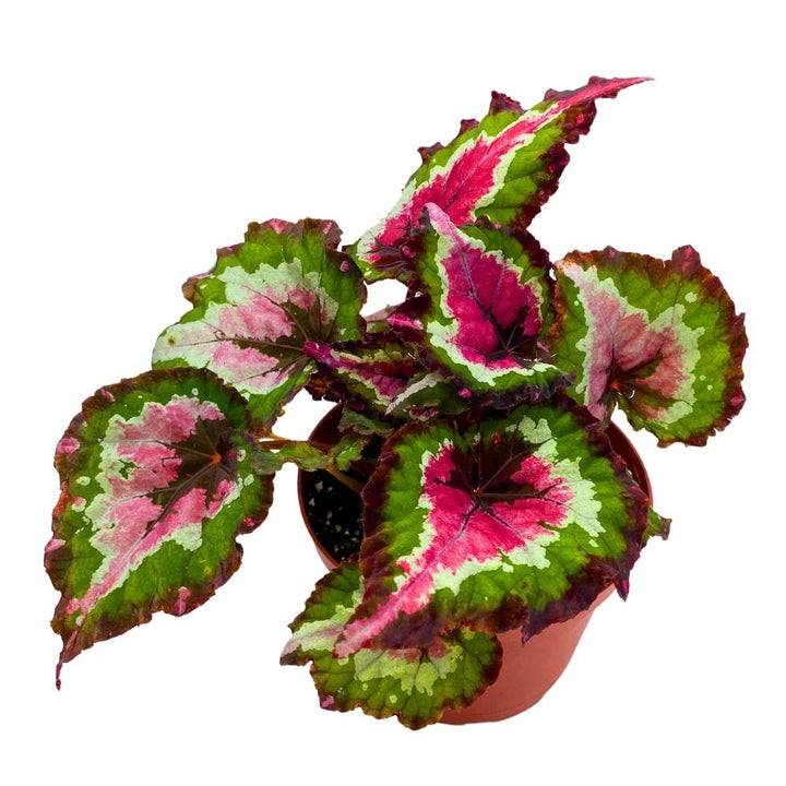 Harmony's Red Tail Begonia Rex 6 inch