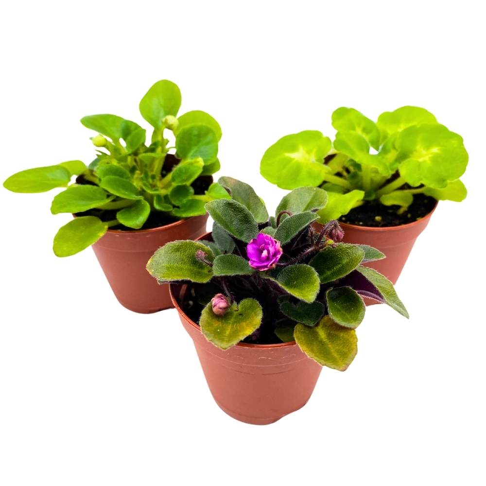 Harmony's African Violet Assortment, 2 inch set of 3, Rare Mini Saintpaulia Violets Gesneriads