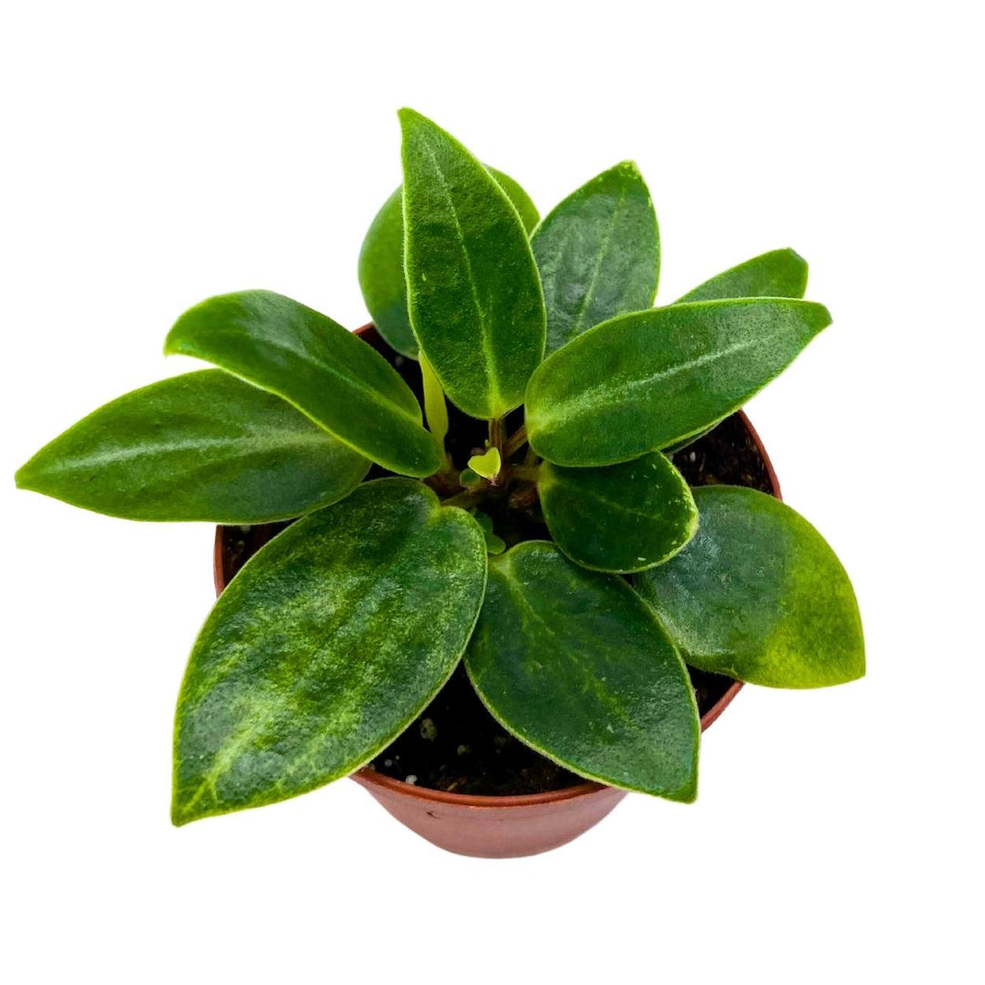 philodendron spotted Peperomia Maculosa, Spotted-Stalked Pep, Monster Peperomia – Harmony Foliage