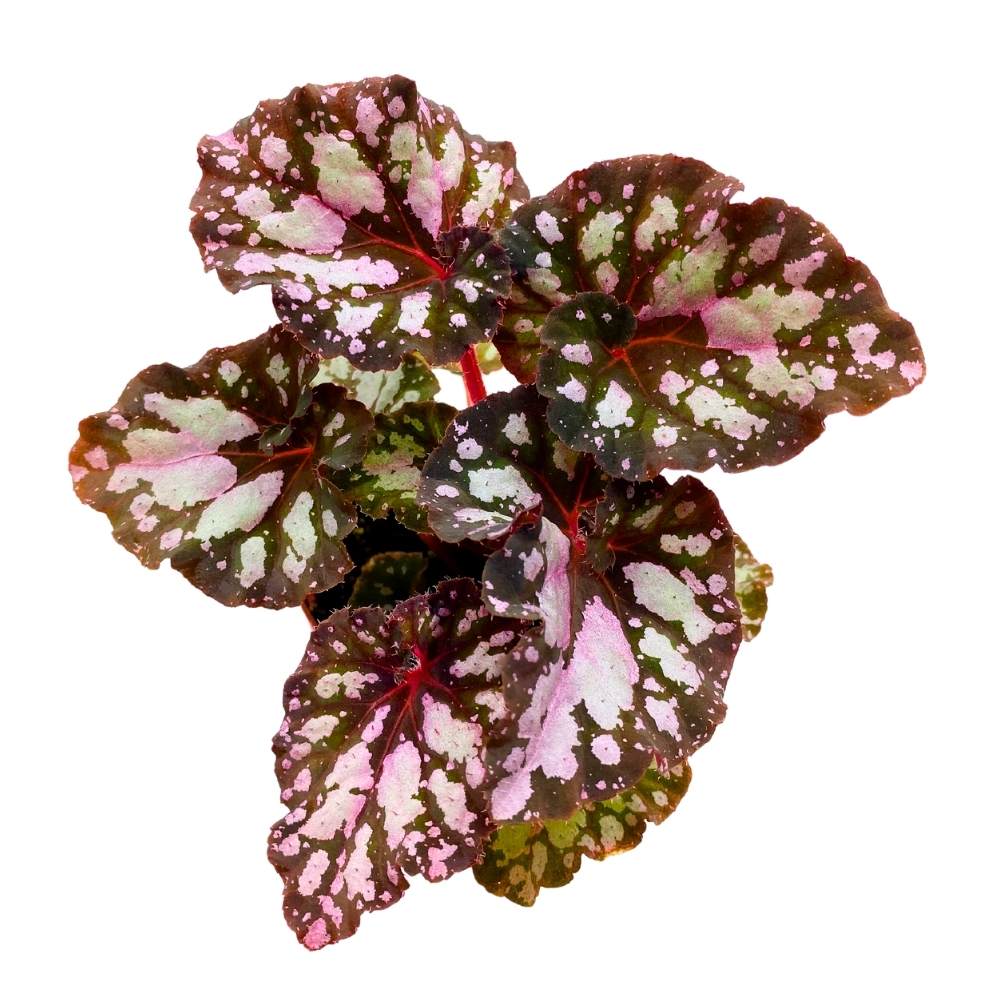 Harmony's Twisted Sister Begonia Rex, 4 inch Pink Blush with